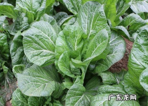 田菜又叫什么名字