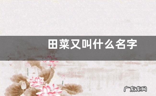 田菜又叫什么名字