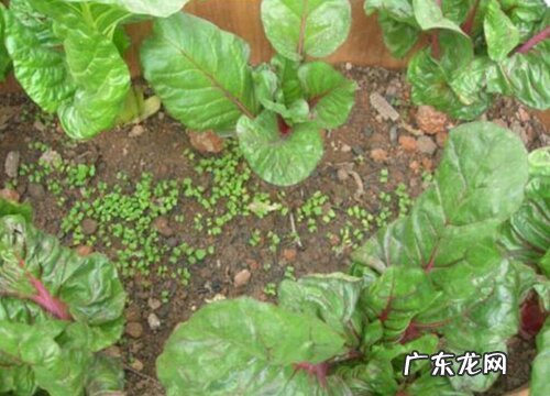 田菜又叫什么名字