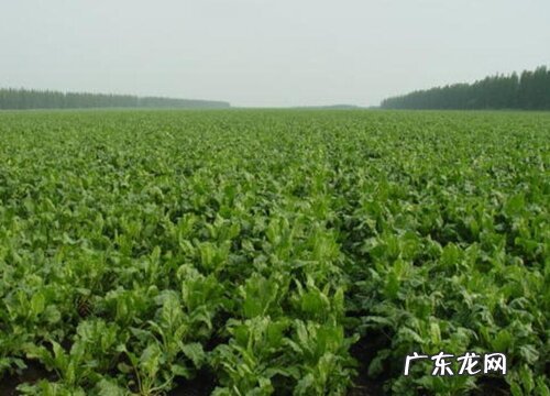 田菜又叫什么名字