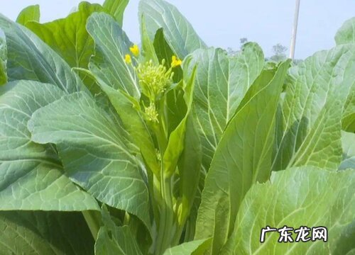 菜心又叫什么菜
