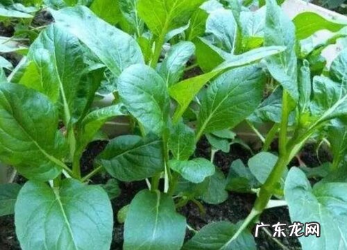 菜心又叫什么菜