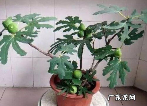 无花果可以水培吗 水培方法