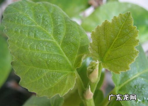 无花果可以水培吗 水培方法