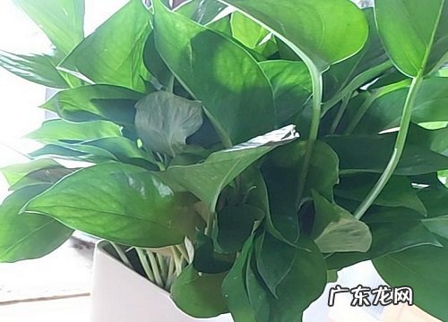 蜂蜜水可以浇绿萝吗