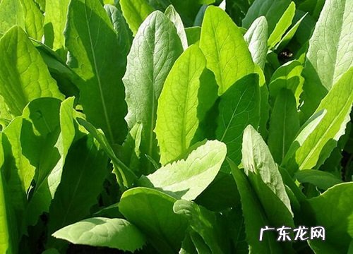 油麦菜又叫什么菜