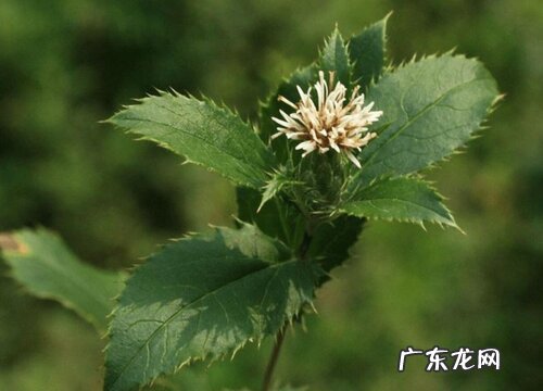 苍术适合什么地方种植