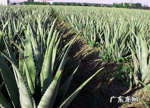 什么花代表专一忠诚