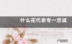 什么花代表专一忠诚