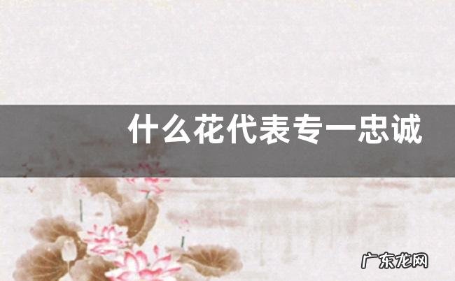 什么花代表专一忠诚