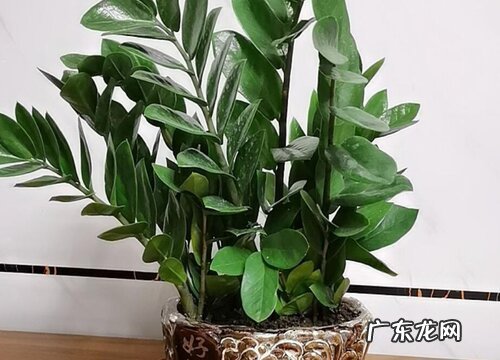 摇钱树耐寒吗