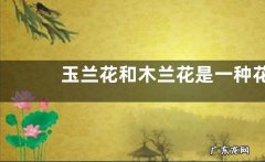 玉兰花和木兰花是一种花吗