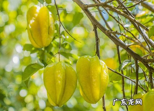 贵州产什么水果