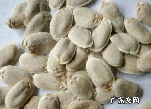 丝瓜种子有毒吗
