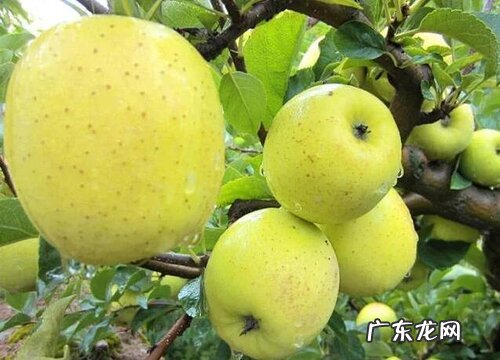 烟台产什么水果