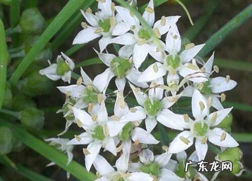 韭菜花和韭菜是一种植物吗