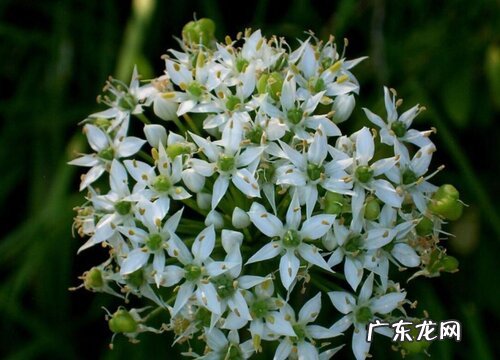 韭菜花和韭菜是一种植物吗