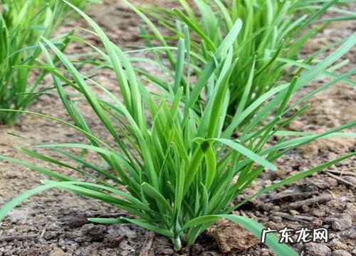 韭菜花和韭菜是一种植物吗