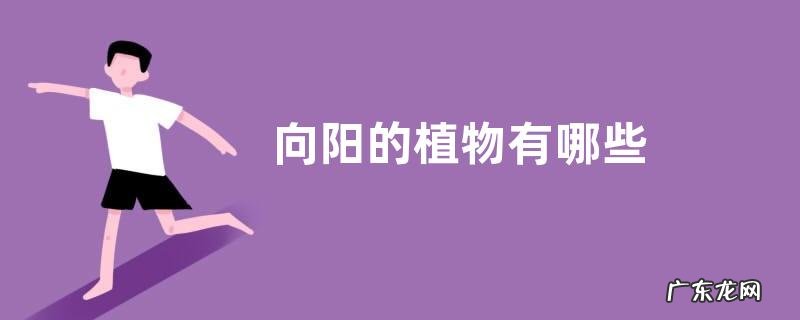 向阳的植物有哪些