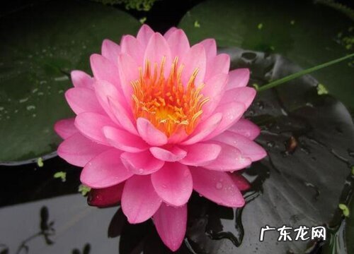 会动的植物有哪些