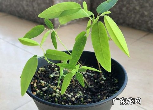 会动的植物有哪些