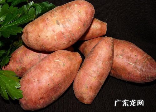 须根的植物有哪些