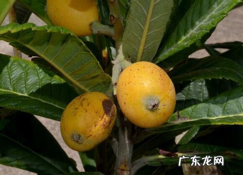 枇杷哪里产的最好