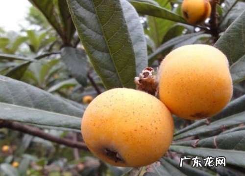 枇杷哪里产的最好