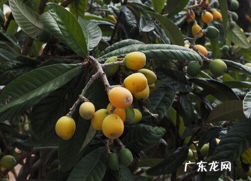 枇杷哪里产的最好