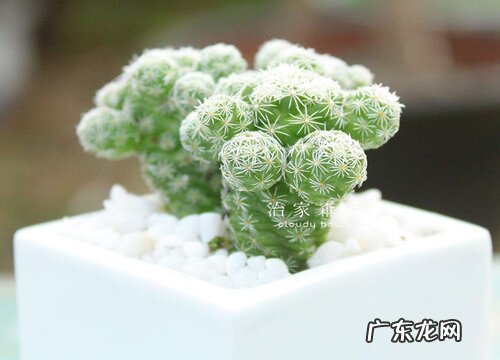 多肉白鸟好养吗 养殖方法和养护要点