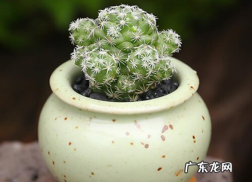 多肉白鸟好养吗 养殖方法和养护要点