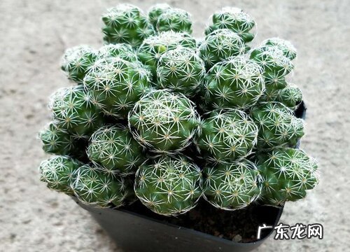 多肉白鸟好养吗 养殖方法和养护要点