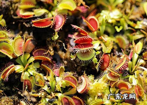 吃动物的植物有哪些