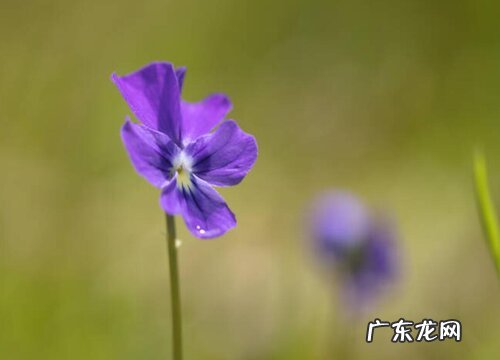 紫罗兰怎么繁殖方法和注意事项