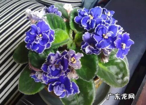 紫罗兰怎么繁殖方法和注意事项