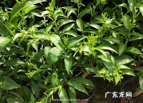 驱蚊花卉有哪些