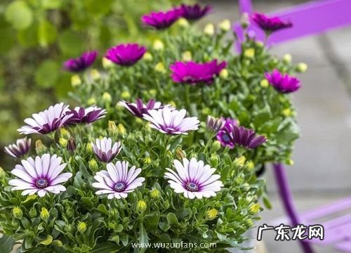 驱蚊花卉有哪些