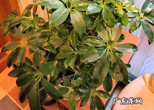 绿色的植物有哪些