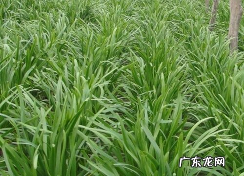 韭菜喜水还是喜旱