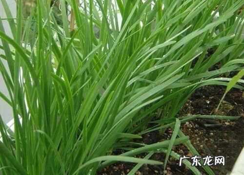 韭菜喜水还是喜旱