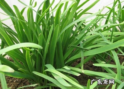 韭菜喜水还是喜旱