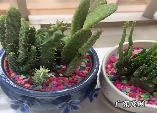 有刺的植物有哪些