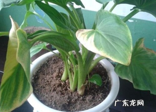 马蹄种子怎么种植