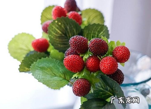 覆盆子哪里产的最好