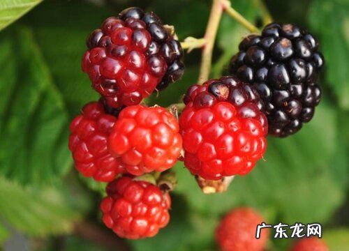 覆盆子哪里产的最好