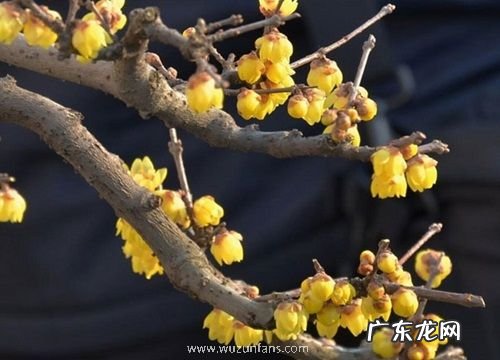 庭院耐寒花卉有哪些