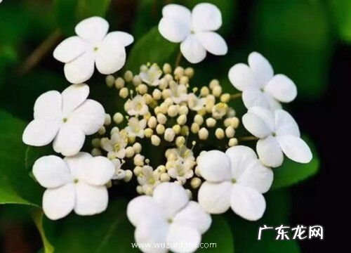 庭院耐寒花卉有哪些