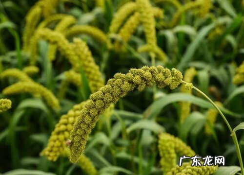 小米哪里产的最好