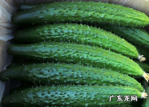 黄瓜哪里产的最好