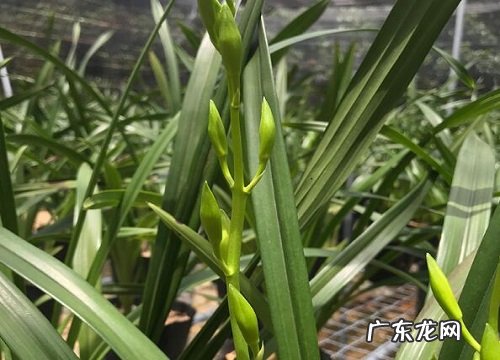 鹿沼土适合种什么植物